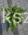Hosta Snake Eyes - funkia