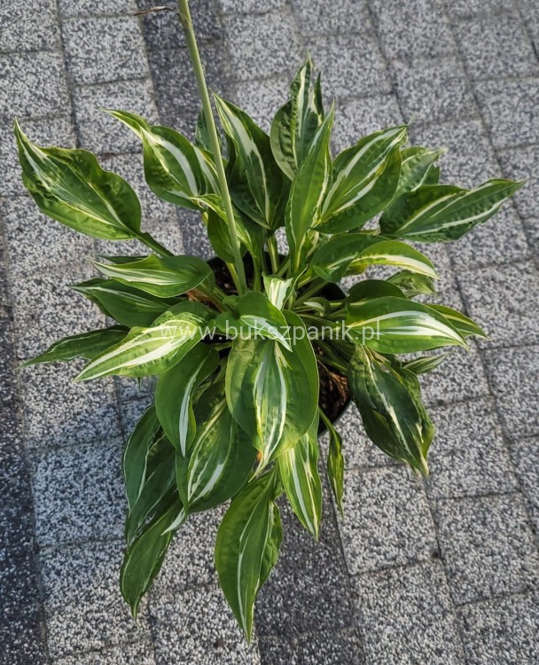 Hosta Snake Eyes - funkia