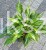 Hosta Snake Eyes - funkia