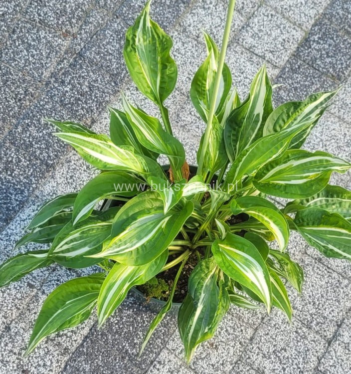 Hosta Snake Eyes - funkia