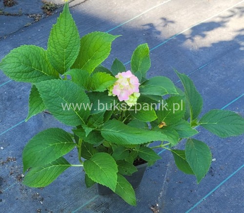 hortensja ogrodowa- Hydrangea macrophylla