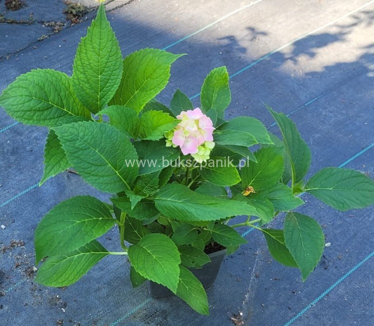 hortensja ogrodowa- Hydrangea macrophylla