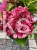 Hortensja ogrodowa Premium Royal Red Purple- Hydrangea macrophylla