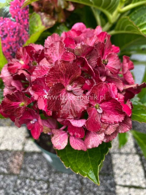 Hortensja ogrodowa Premium Royal Red Purple- Hydrangea macrophylla