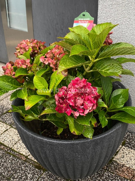 Hortensja ogrodowa Premium Royal Red Purple- Hydrangea macrophylla