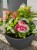 Hortensja ogrodowa Premium Royal Red Purple- Hydrangea macrophylla