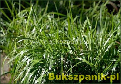 ŻUBRÓWKA trawa żubrowa