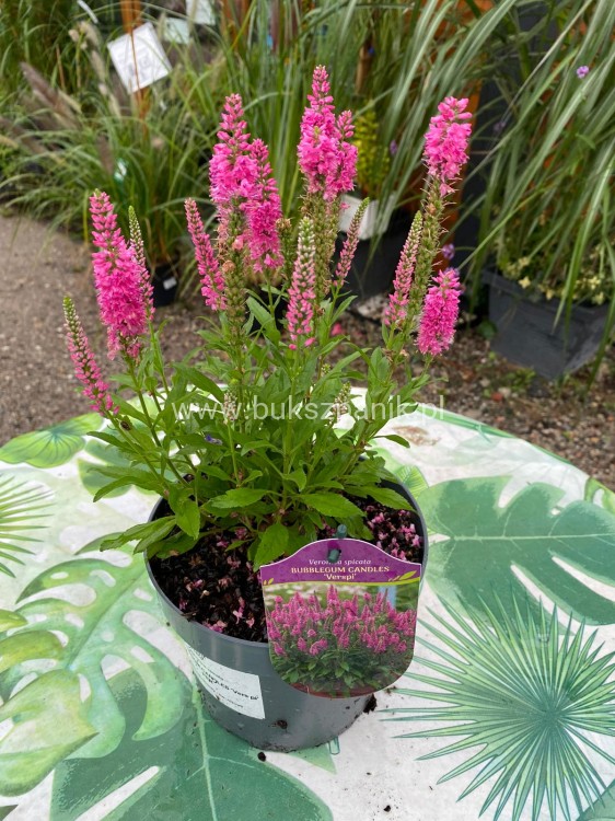 Przetacznik kłosowy Bubblegum Candles -veronica spicata