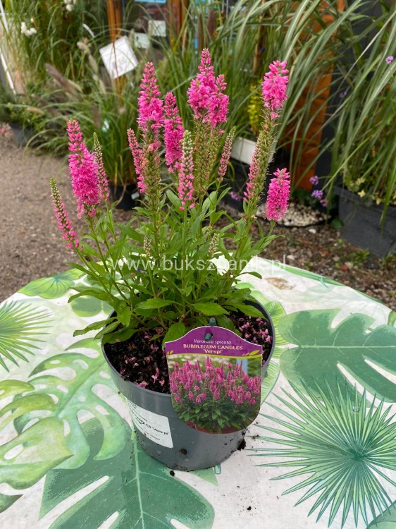 Przetacznik kłosowy Bubblegum Candles -veronica spicata