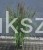 Piórkówka/Rozplenica japońska 'Black Beauty' Pennisetum alopecuroides