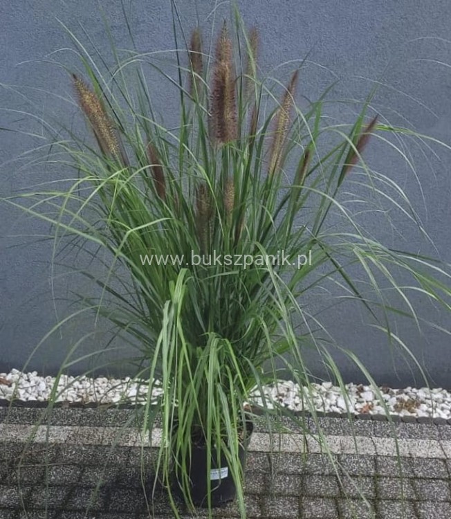 Piórkówka/Rozplenica japońska 'Black Beauty' Pennisetum alopecuroides