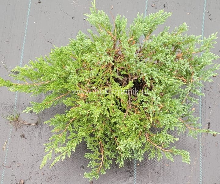 Jałowiec Green Carpet- Juniperus communis