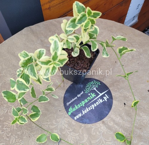 Barwinek większy VARIEGATA- Vinca major variegata