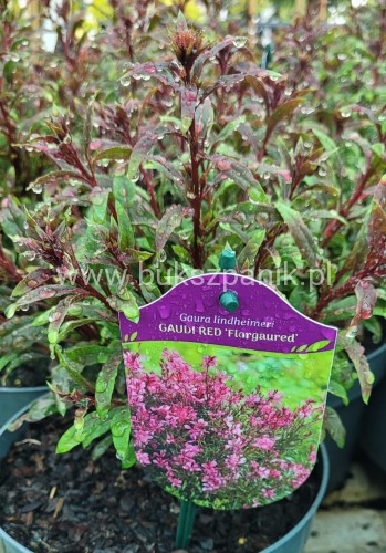 Gaura lindheimeri Gaudi Red Gaura