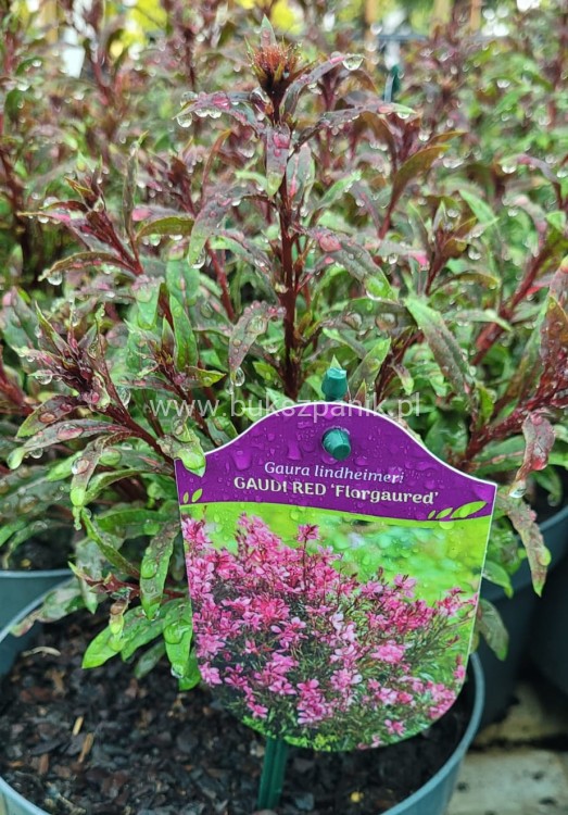 Gaura lindheimeri Gaudi Red Gaura