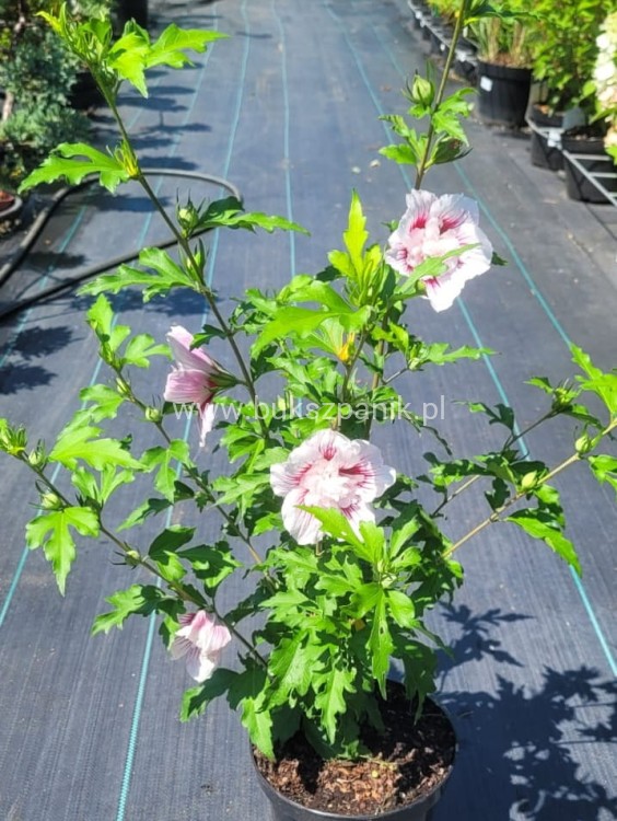 Hibiskus syryjski Ketmia Starburst Chiffon