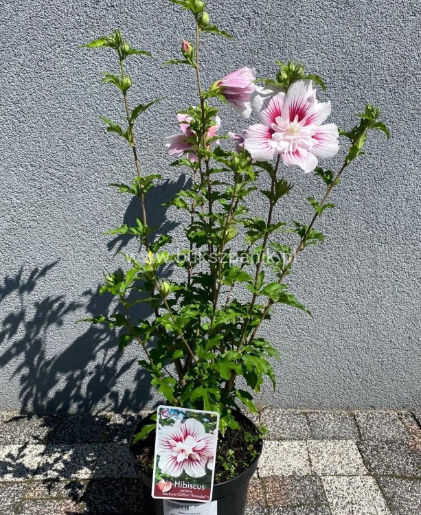 Hibiskus syryjski Ketmia Starburst Chiffon