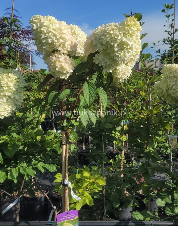 Hortensja bukietowa LIMELIGHT- Hydrangea paniculata PA