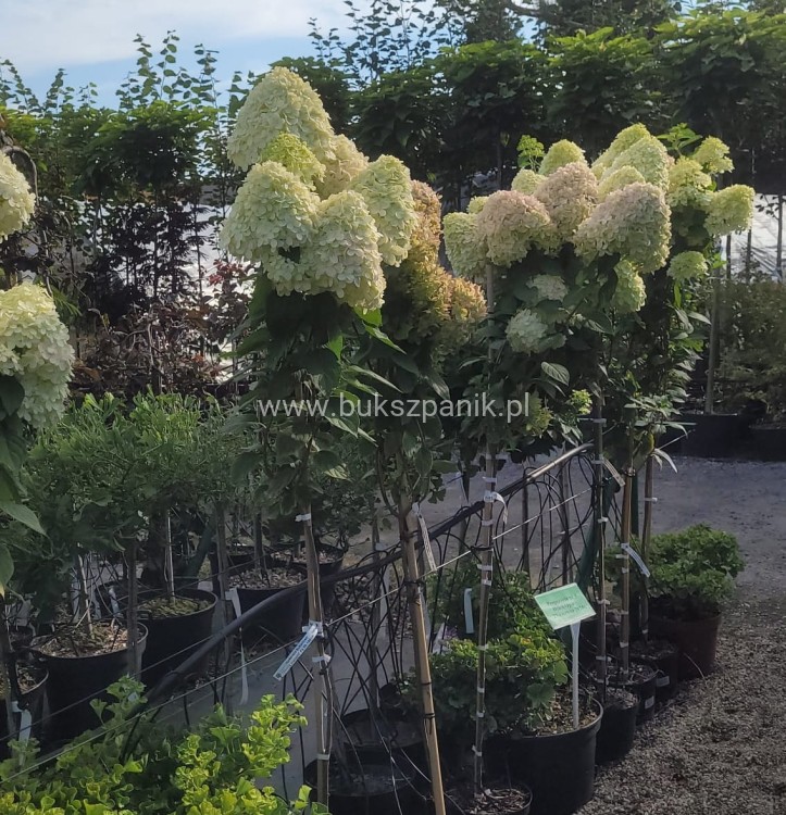 Hortensja bukietowa LIMELIGHT- Hydrangea paniculata PA