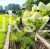 Hortensja bukietowa LIMELIGHT- Hydrangea paniculata PA