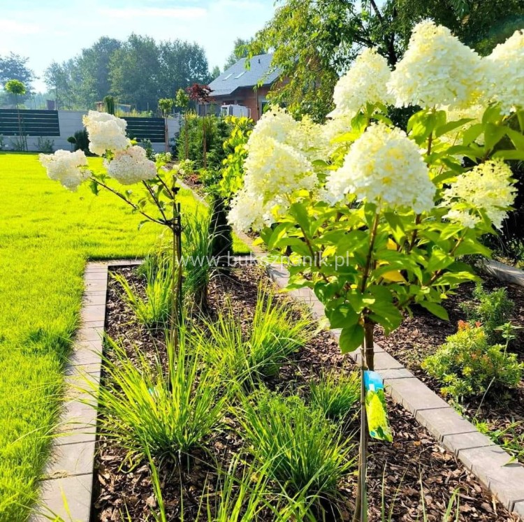 Hortensja bukietowa LIMELIGHT- Hydrangea paniculata PA