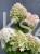 Hortensja bukietowa LIMELIGHT- Hydrangea paniculata PA