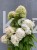 Hortensja bukietowa LIMELIGHT- Hydrangea paniculata PA
