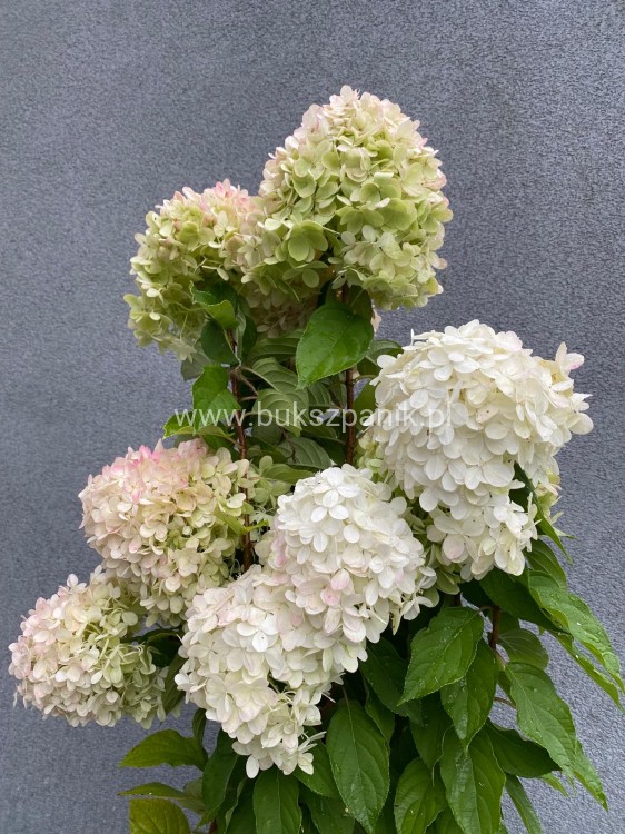 Hortensja bukietowa LIMELIGHT- Hydrangea paniculata PA