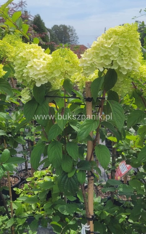 Hortensja bukietowa DIAMANTINO - Hydrangea paniculata