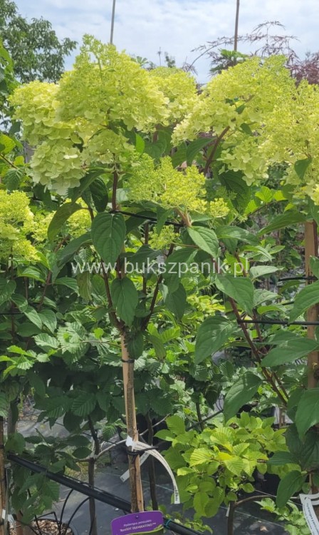 Hortensja bukietowa DIAMANTINO - Hydrangea paniculata