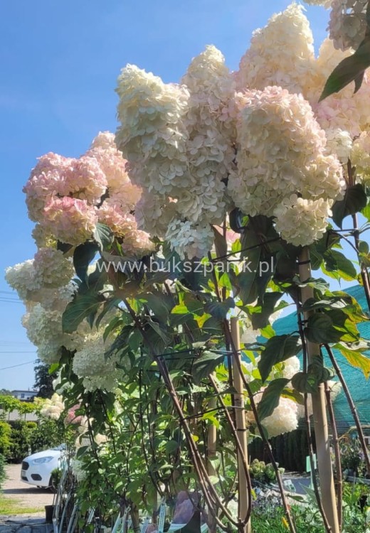Hortensja bukietowa Sundae Fraise Pa 80-100