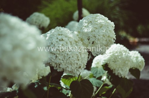 Hortensja krzewiasta Hydrangea arborescens 'Abetwo' STRONG ANNABELLE