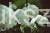 Hortensja krzewiasta Hydrangea arborescens 'Abetwo' STRONG ANNABELLE