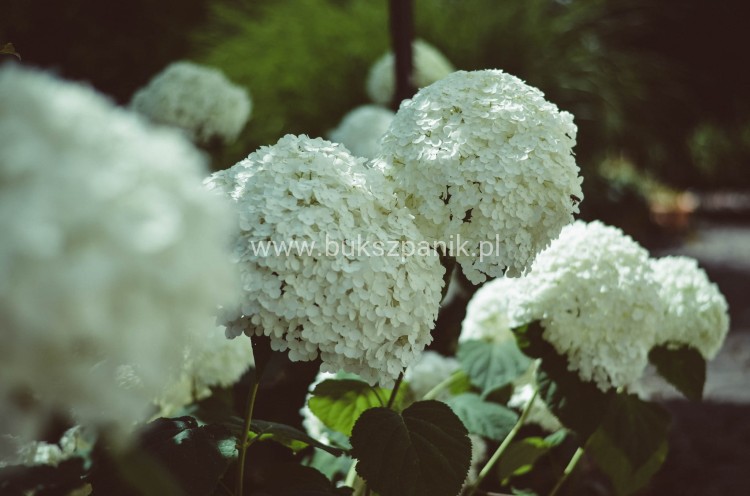 Hortensja krzewiasta Hydrangea arborescens 'Abetwo' STRONG ANNABELLE