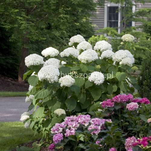 Hortensja krzewiasta Hydrangea arborescens 'Abetwo' STRONG ANNABELLE