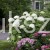 Hortensja krzewiasta Hydrangea arborescens 'Abetwo' STRONG ANNABELLE
