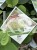 Hortensja krzewiasta Hydrangea arborescens 'Abetwo' STRONG ANNABELLE