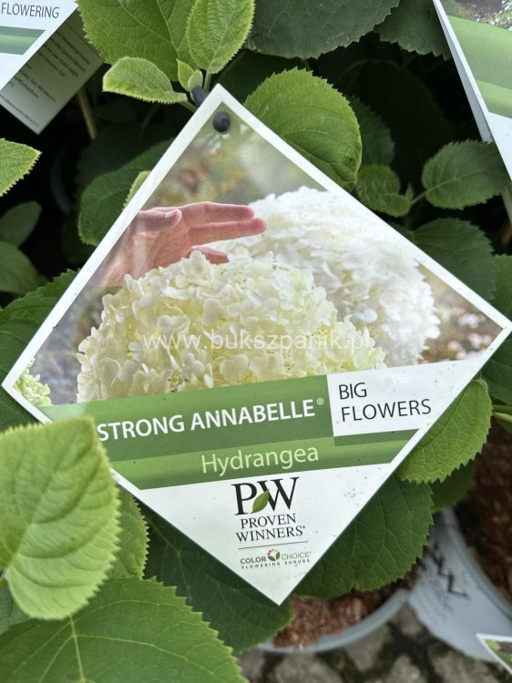 Hortensja krzewiasta Hydrangea arborescens 'Abetwo' STRONG ANNABELLE
