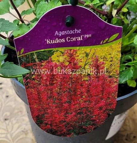 Kłosowiec Kudos Coral PBR- Agastache