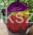 Kłosowiec Kudos Coral PBR- Agastache