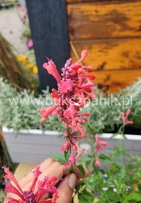 Kłosowiec Kudos Coral PBR- Agastache
