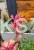 Kłosowiec Kudos Coral PBR- Agastache