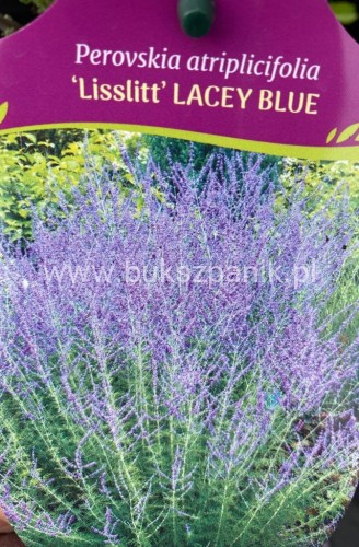 Perowskia łobodolistna LACEY BLUE Lissit- Perovskia atriplicifolia