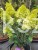 Hortensja bukietowa DIAMANTINO - Hydrangea paniculata
