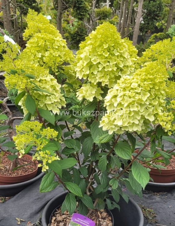 Hortensja bukietowa DIAMANTINO - Hydrangea paniculata