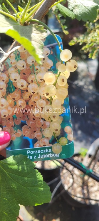 Porzeczka biała z Juterbog PA