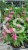 Pysznogłówka dwoista- Monarda didyma BALMY PINK