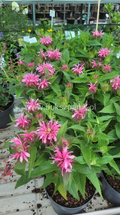 Pysznogłówka dwoista- Monarda didyma BALMY PINK