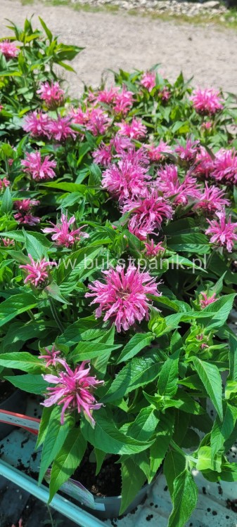 Pysznogłówka dwoista- Monarda didyma BALMY PINK
