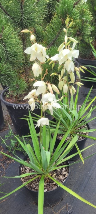 juka ogrodowa - karolińska yucca filamentosa